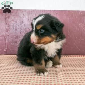Will, Bernese Mountain Dog Puppy